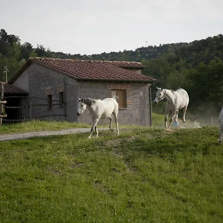 Azienda Agricola Podere Tremulini